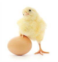 chicken