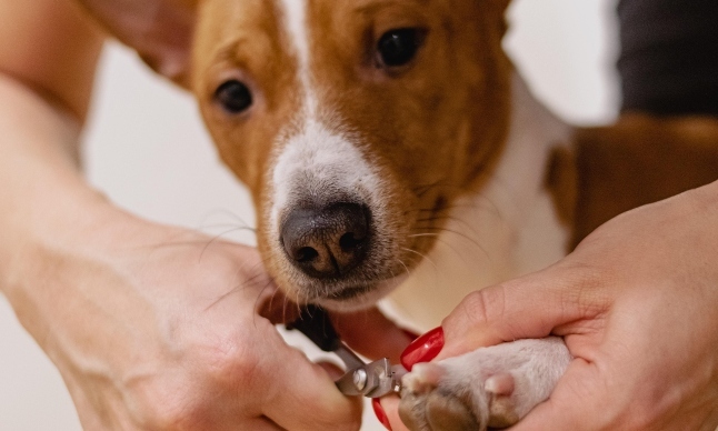 hunde maniküre